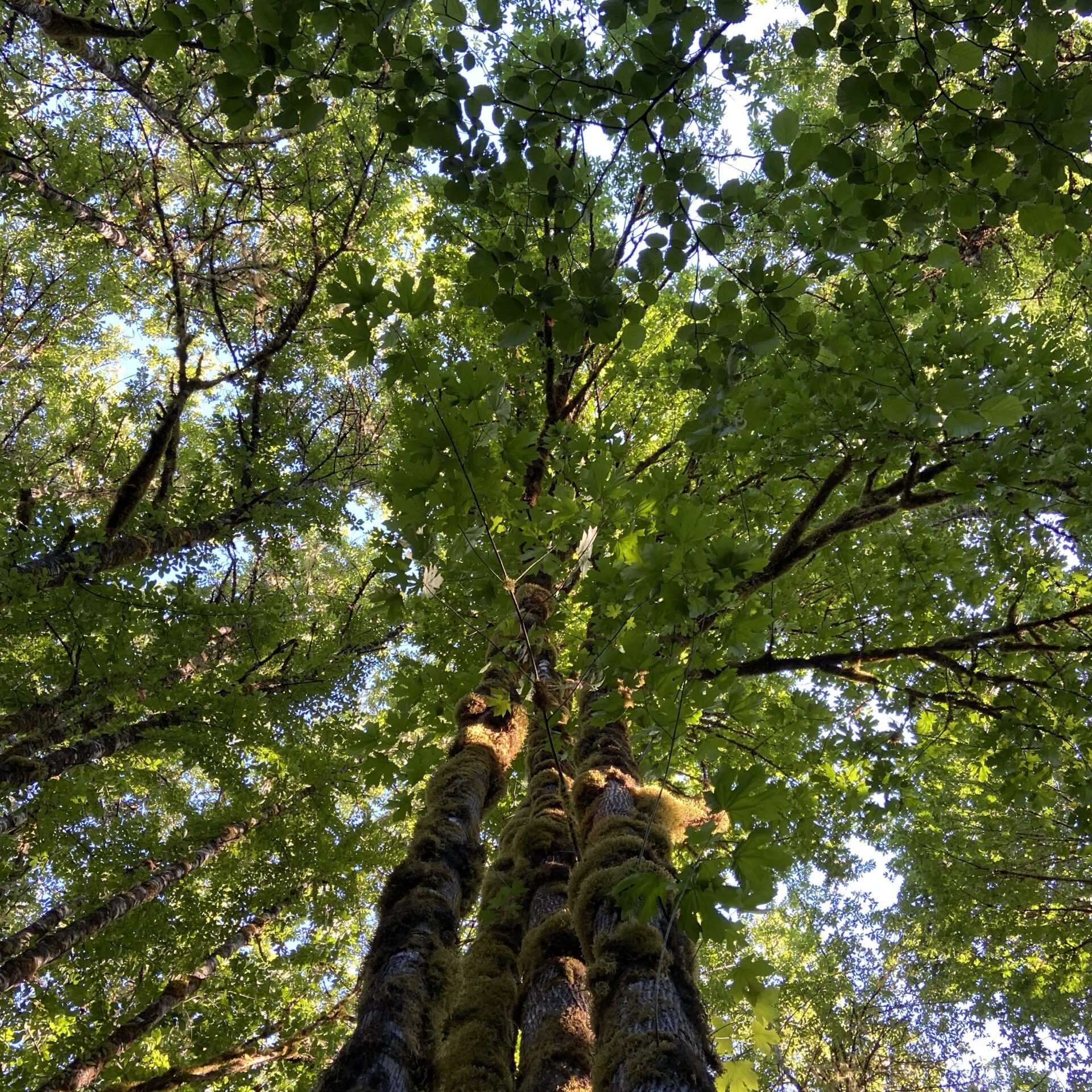 looking up at the trees photo by Kara Q. Lewis